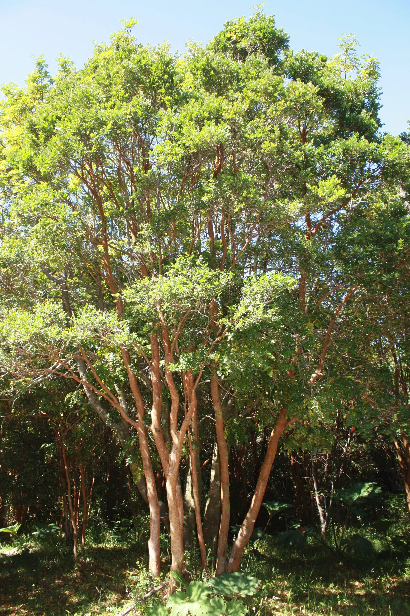 Chilean Myrtle (Luma Apiculata) — creating an enchanting contrast against the dark foliage