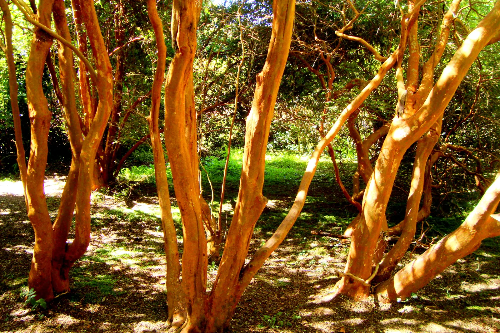 Chilean Myrtle (Luma Apiculata) — Thriving in USDA zones 8-10
