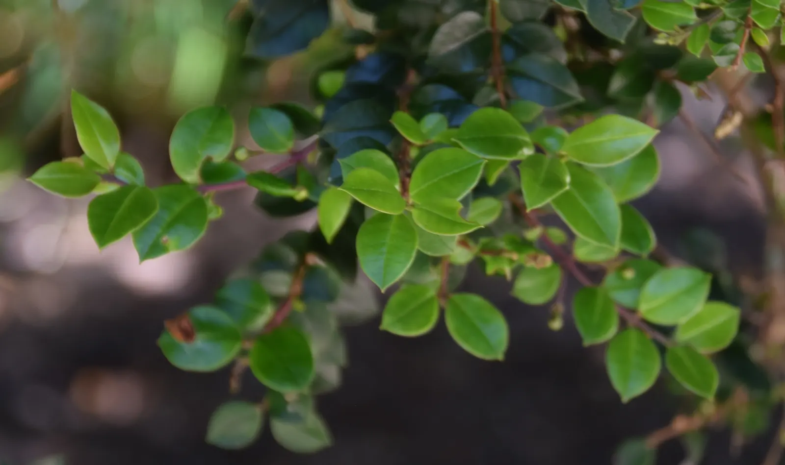 Chilean Myrtle (Luma Apiculata) — It is hardy in USDA zones 8 to 10 and can tolerate a range of soil types; and occasional pruning will help maintain its shape