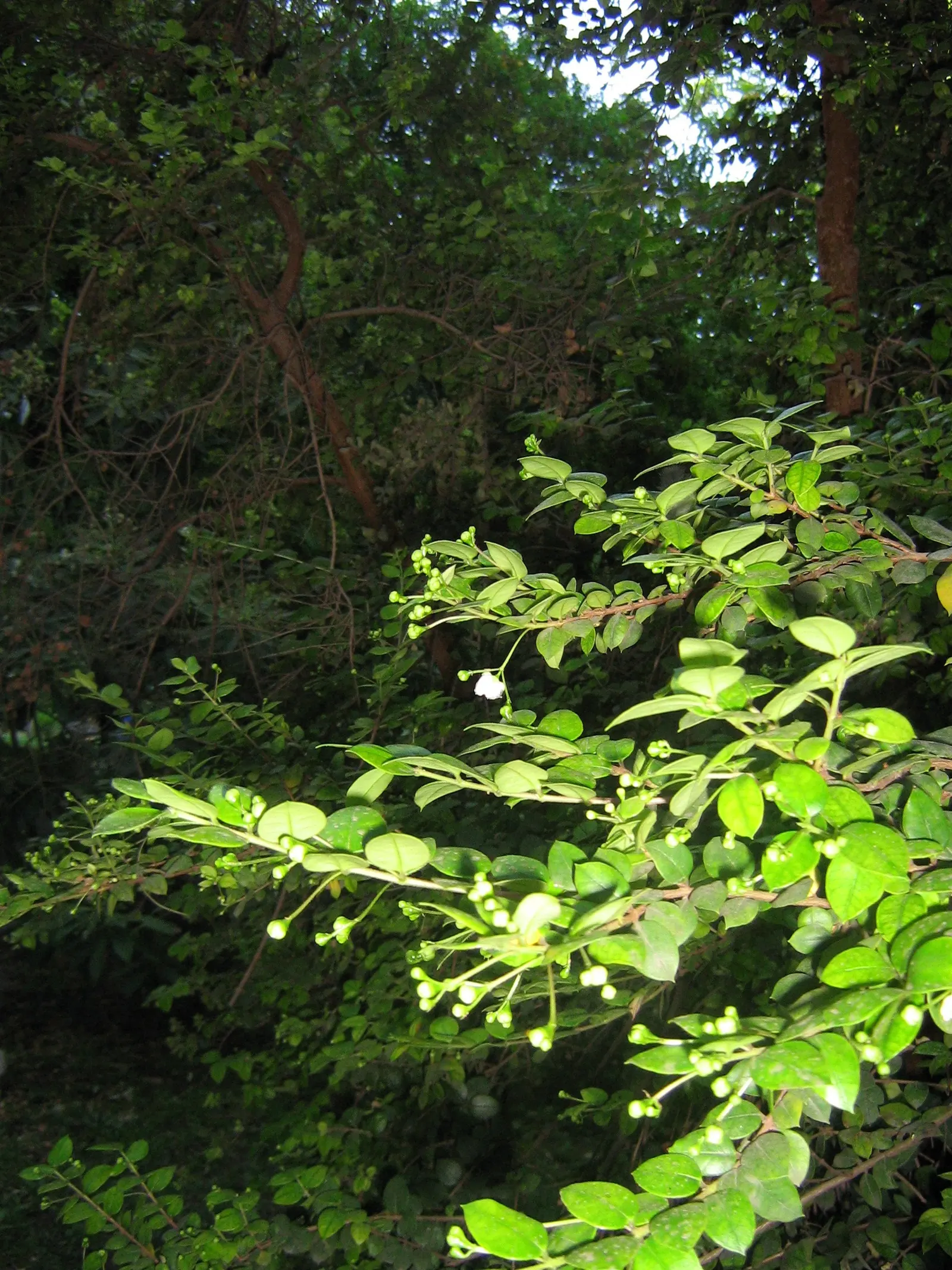 Chilean Myrtle (Luma Apiculata) — and occasional pruning will help maintain its shape and encourage fresh growth
