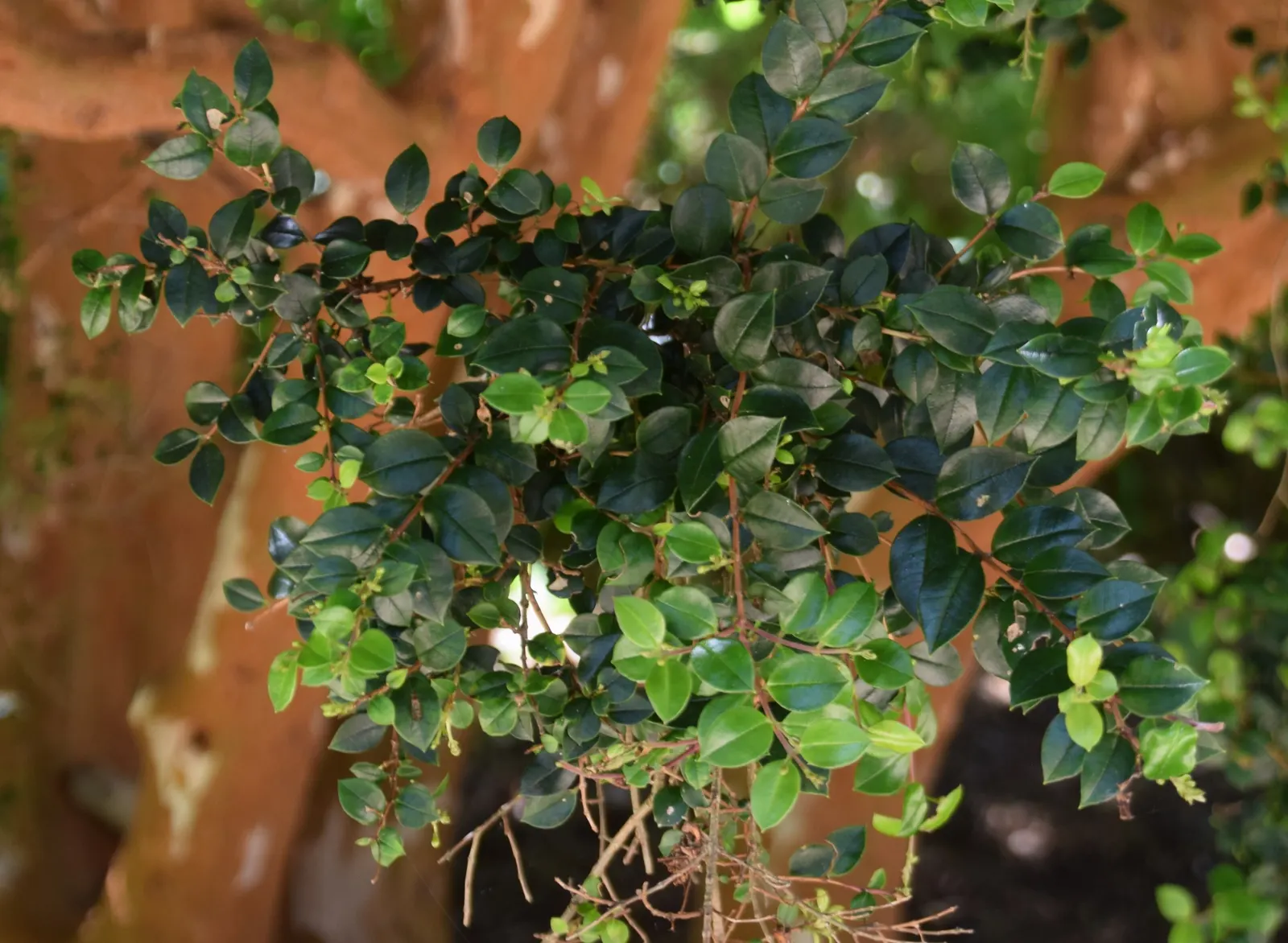 Chilean Myrtle (Luma Apiculata) — it prefers full sun to partial shade and well-drained soil