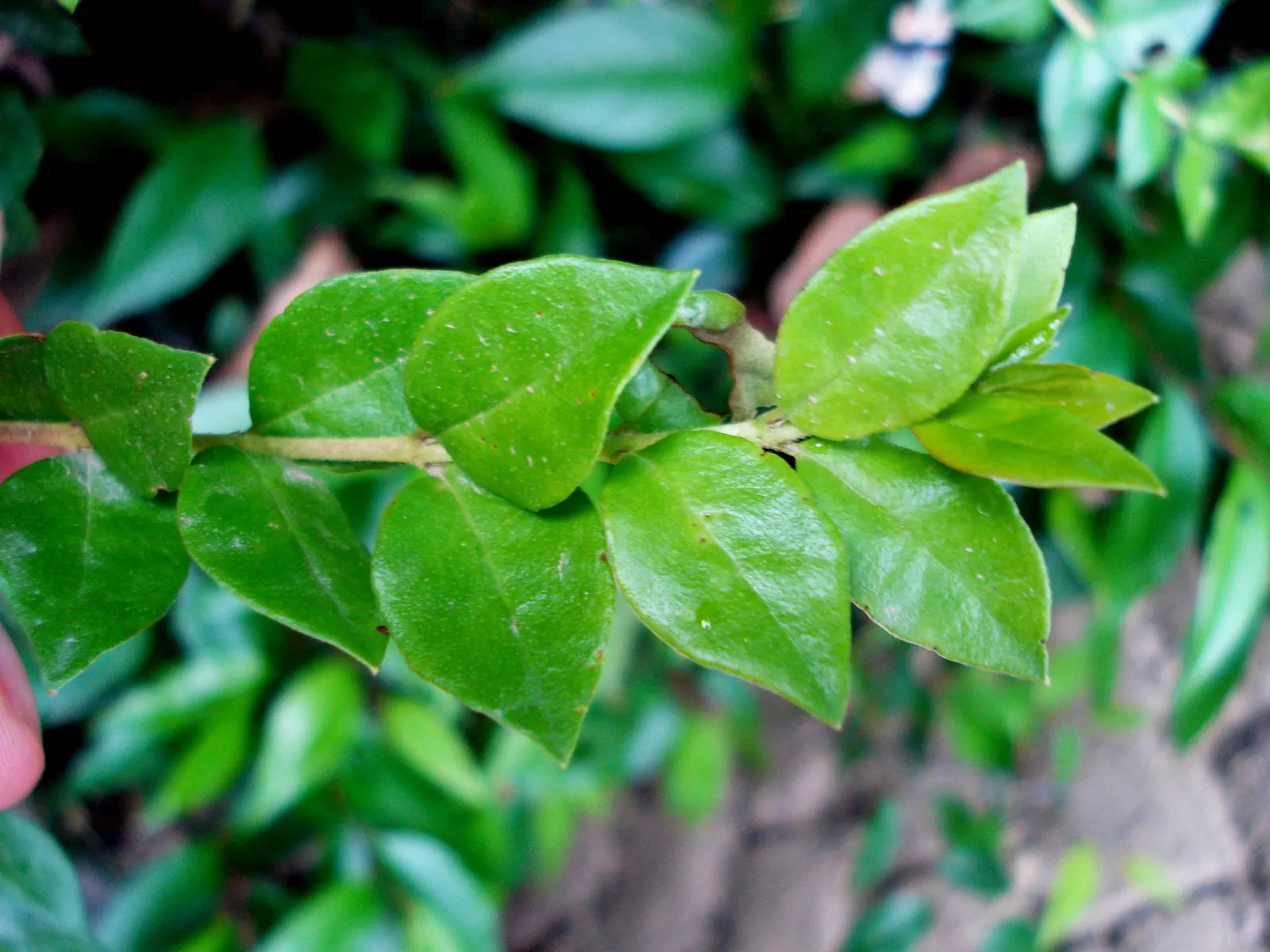 Chilean Myrtle (Luma Apiculata) — Maturing to a height of approximately 15 to 20 feet with a spread of 10 to 15 feet