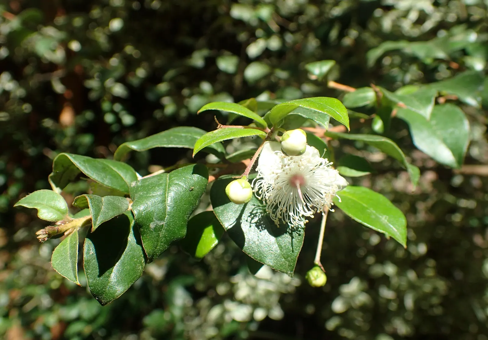 Chilean Myrtle (Luma Apiculata) — providing year-round beauty and texture to the garden
