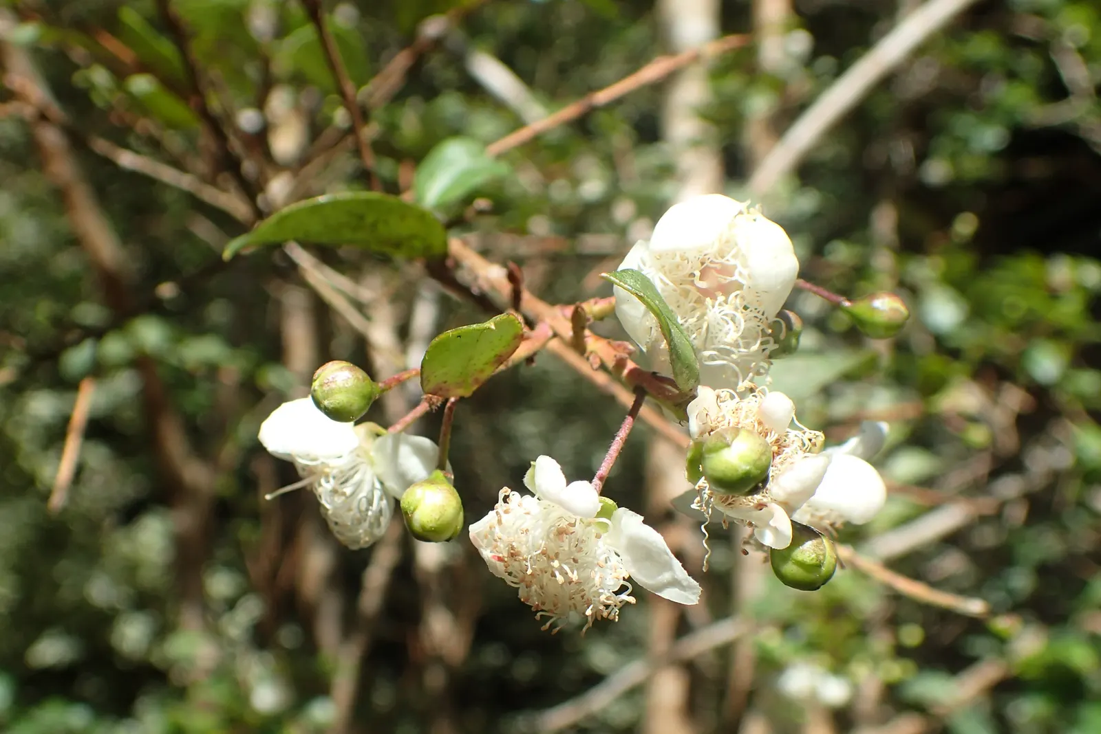 Chilean Myrtle (Luma Apiculata) — followed by purplish-black berries