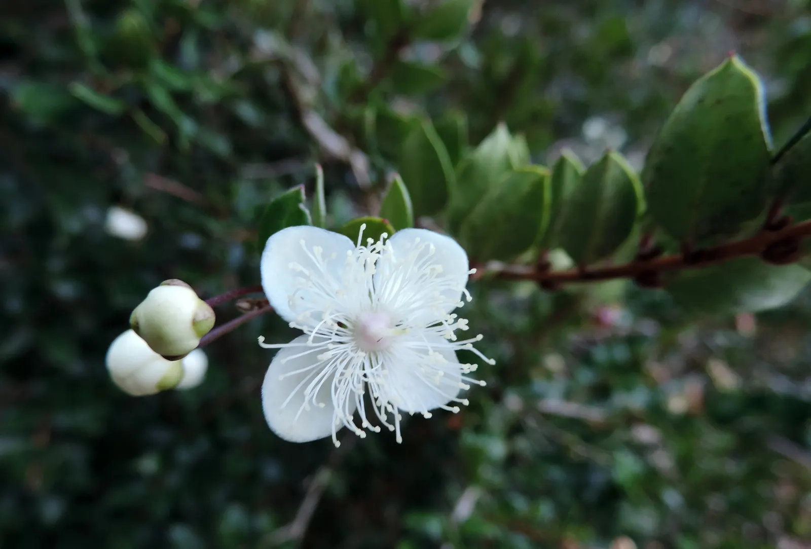 Chilean Myrtle (Luma Apiculata) — Moderate drought tolerance once established