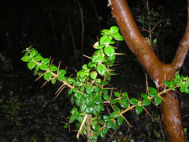 Chilean Myrtle (Luma Apiculata) — is an evergreen shrub reaching heights of 10-15 ft with a similar spread