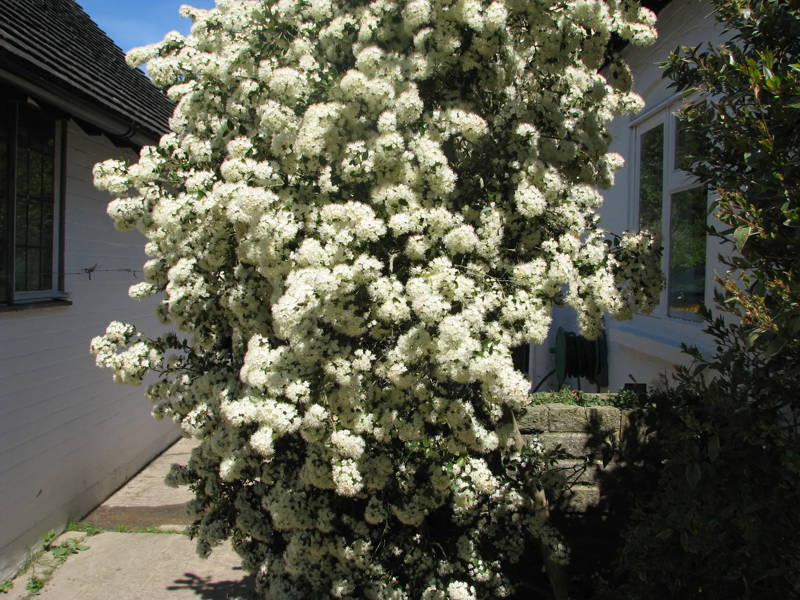 Chilean Myrtle (Luma Apiculata) — It is hardy in USDA zones 8 to 10 and can tolerate a range of soil types