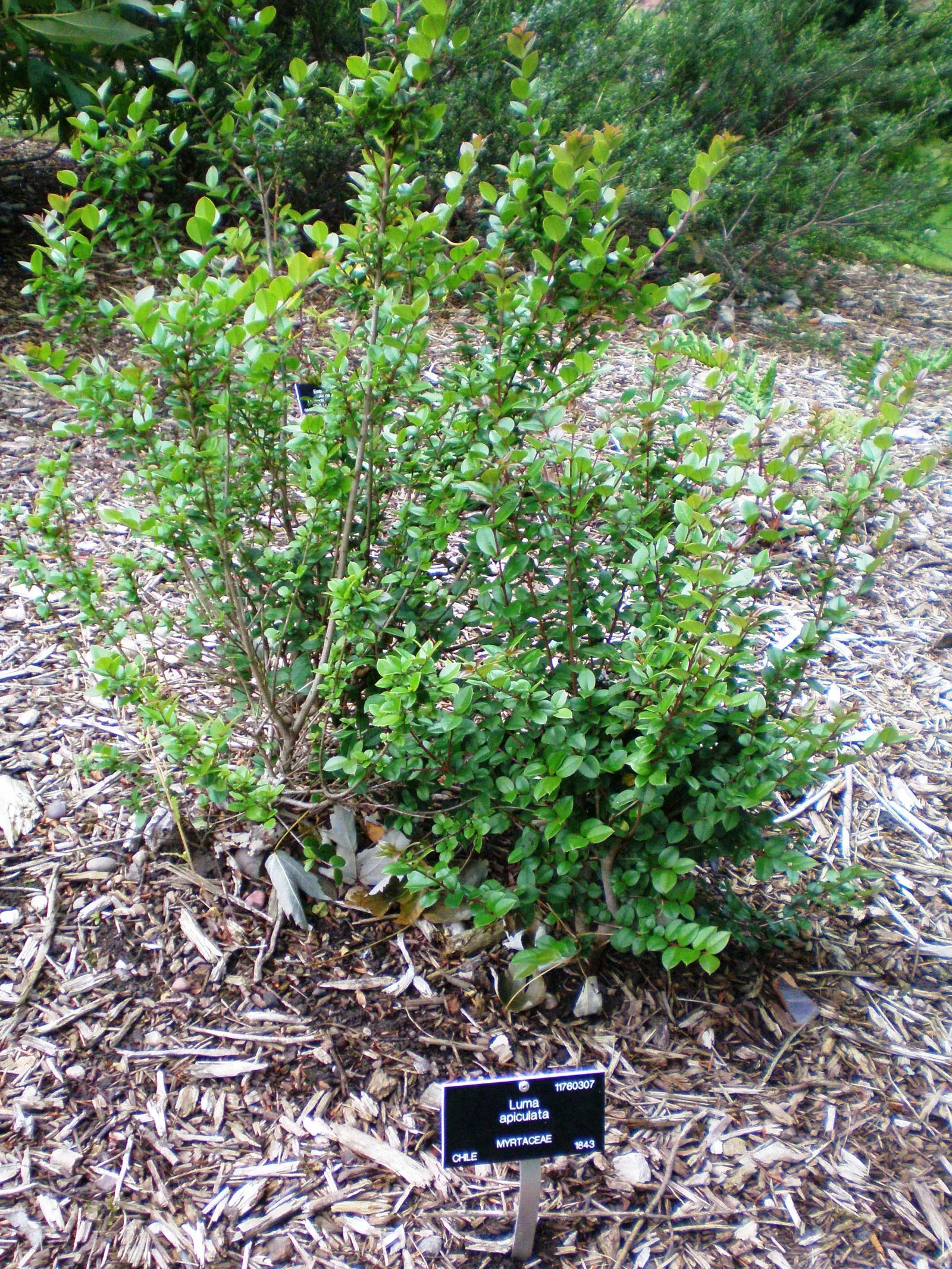 Chilean Myrtle (Luma Apiculata) — Originating from Chile and Argentina