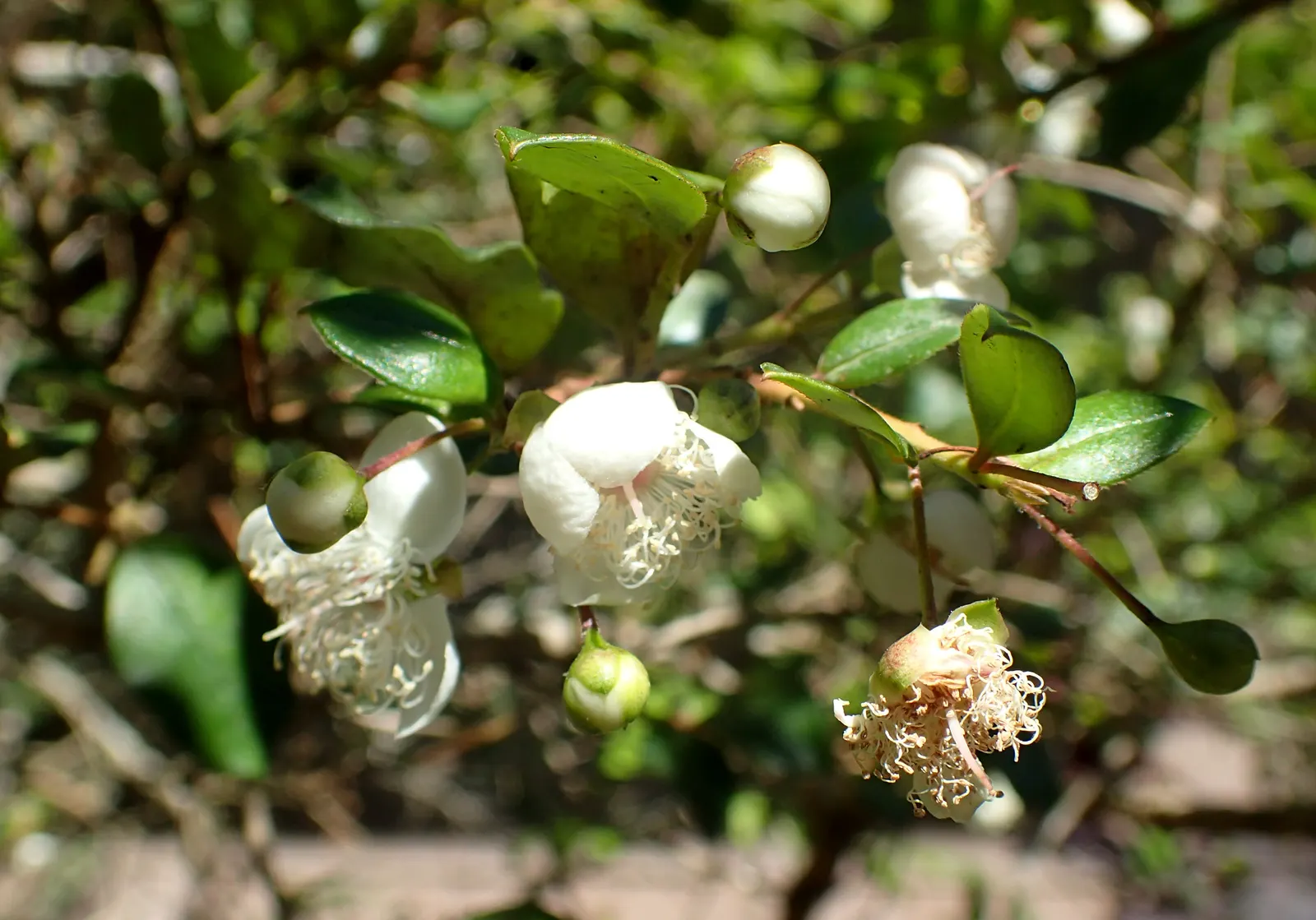 Chilean Myrtle (Luma Apiculata) — honey-scented flowers emerges, image 50