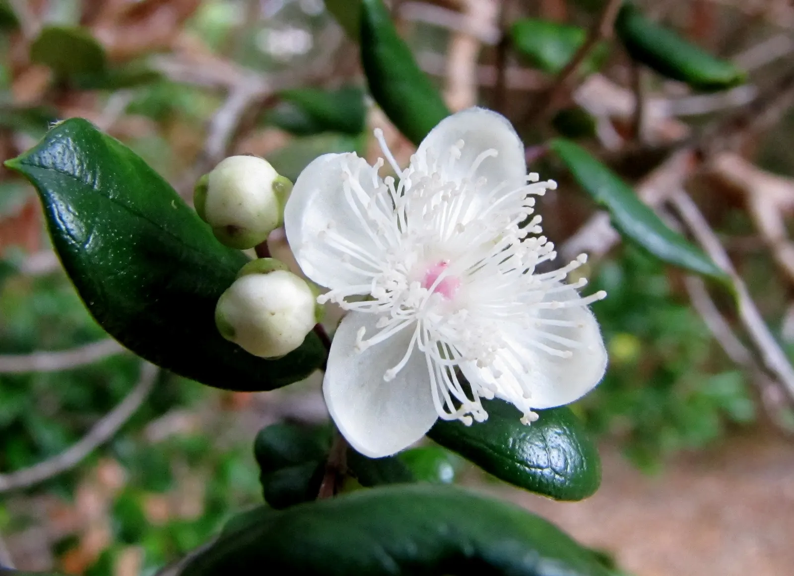 Chilean Myrtle (Luma Apiculata) — shrub with pink and white blooms