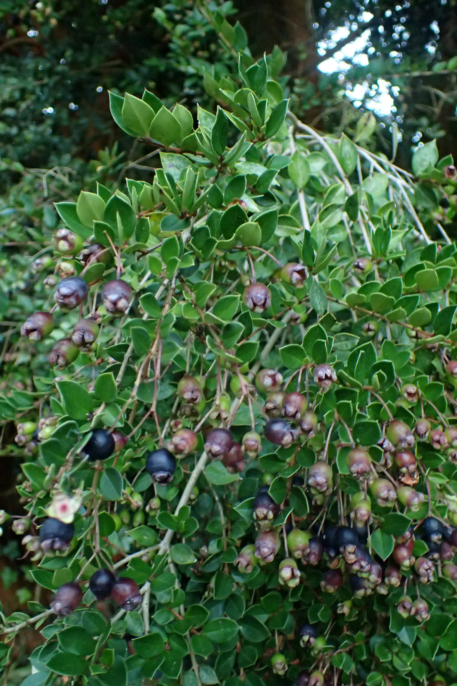 Chilean Myrtle (Luma Apiculata) — cinnamon-colored bark exfoliating gracefully to reveal a shimmering; luma apiculata requires well-drained soil and thrives in
