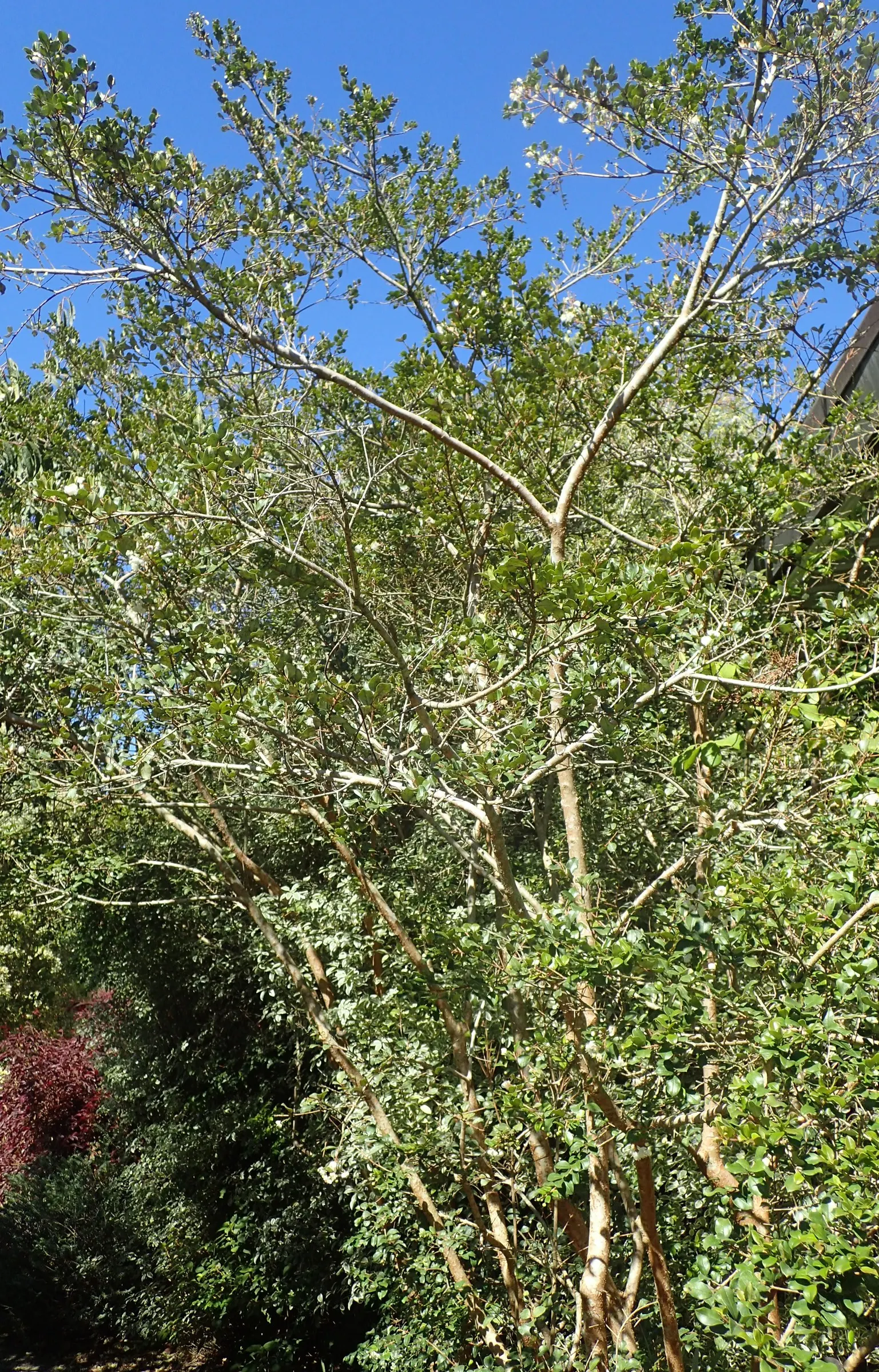 Chilean Myrtle (Luma Apiculata) — an elegant and versatile evergreen shrub; with its distinctive bark