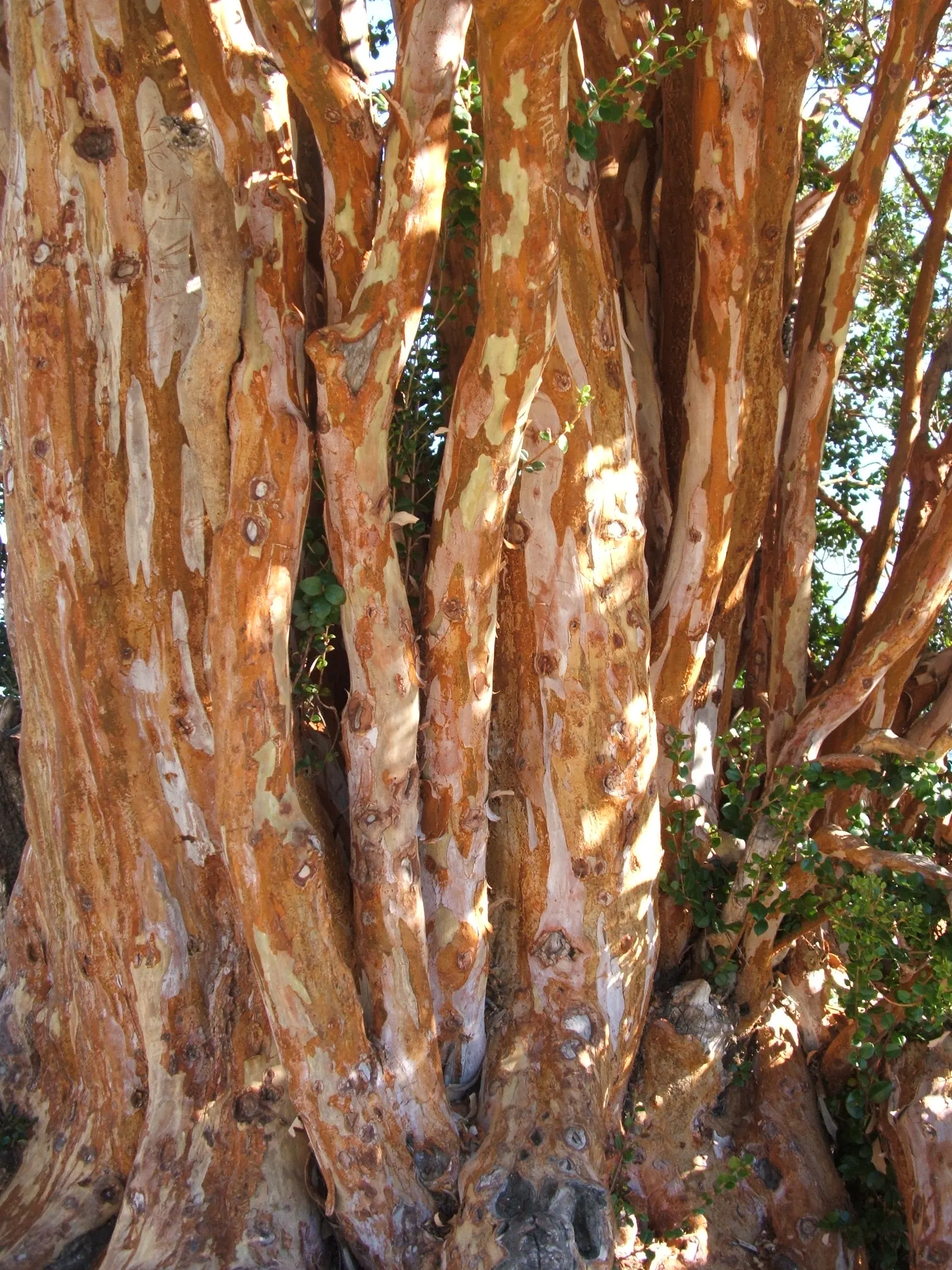 Chilean Myrtle (Luma Apiculata) — With its distinctive bark