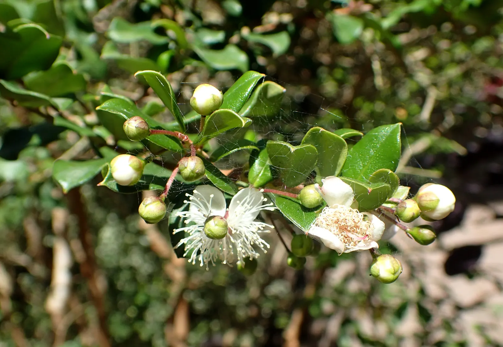 Chilean Myrtle (Luma Apiculata) — purple-black berries appear