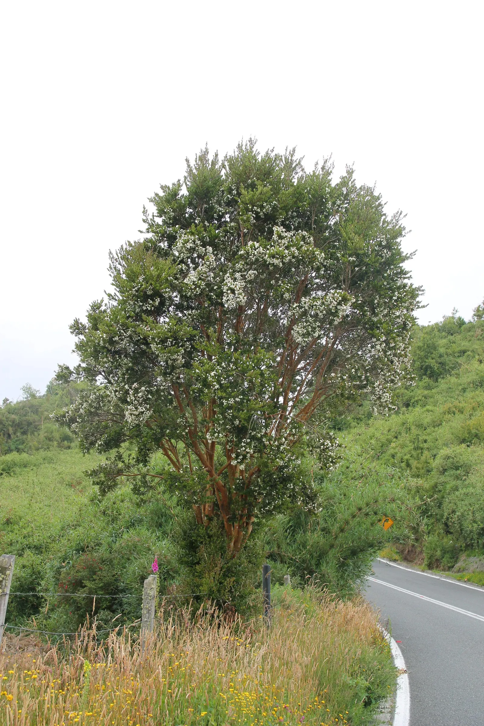 Chilean Myrtle (Luma Apiculata) — tolerating some drought once established; following the floral display