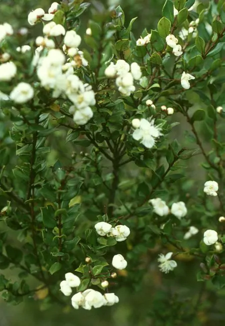 Chilean Myrtle (Luma Apiculata) — is an excellent choice for adding both aesthetic appeal and year-round interest to any landscape design