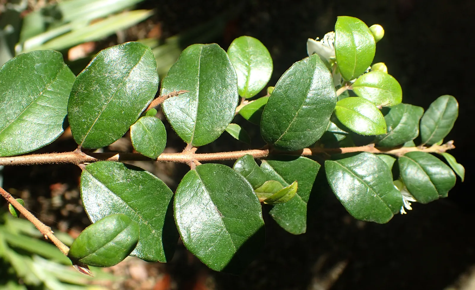 Chilean Myrtle (Luma Apiculata) — tolerating some drought once established