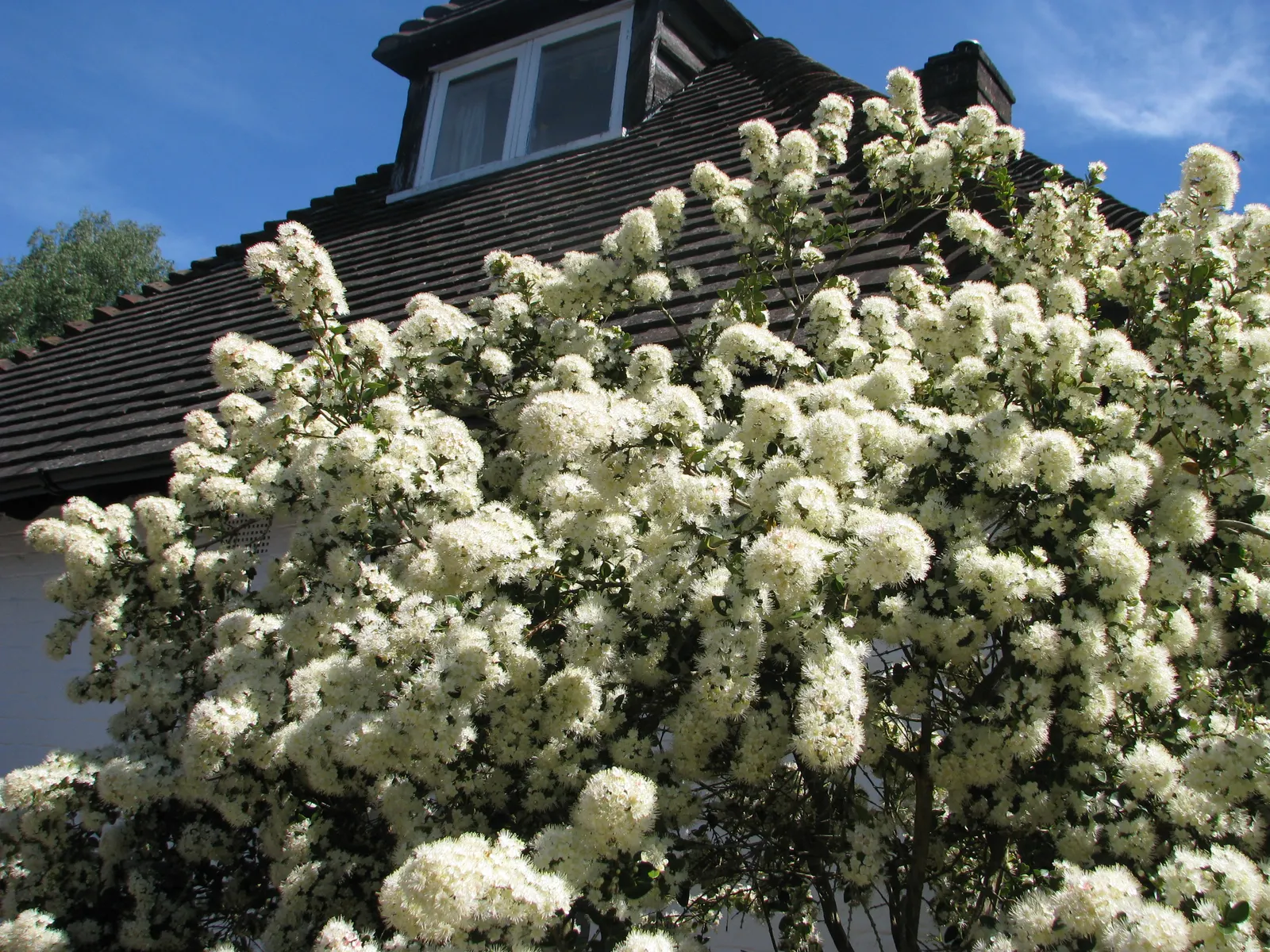 Chilean Myrtle (Luma Apiculata) — creating an enchanting contrast against the dark foliage; making it a relatively low-maintenance choice for the landscape