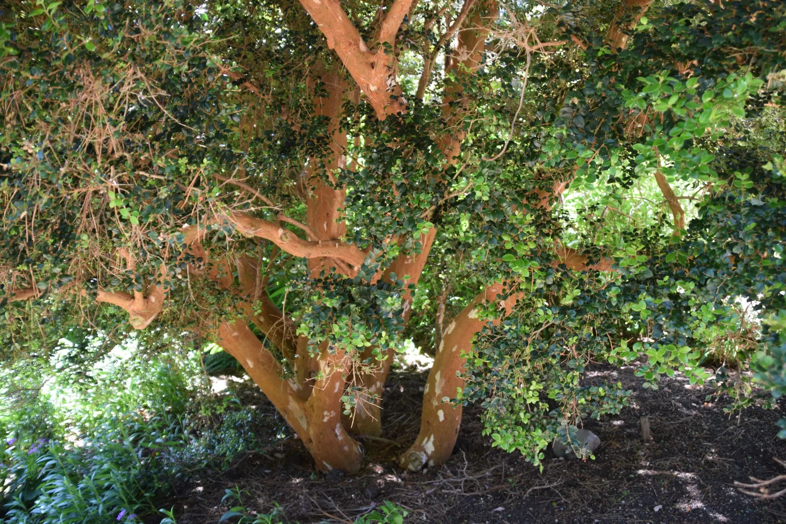 Chilean Myrtle (Luma Apiculata) — Maturing to a height of approximately 15 to 20 feet with a spread of 10 to 15 feet; or as part of a foundation planting