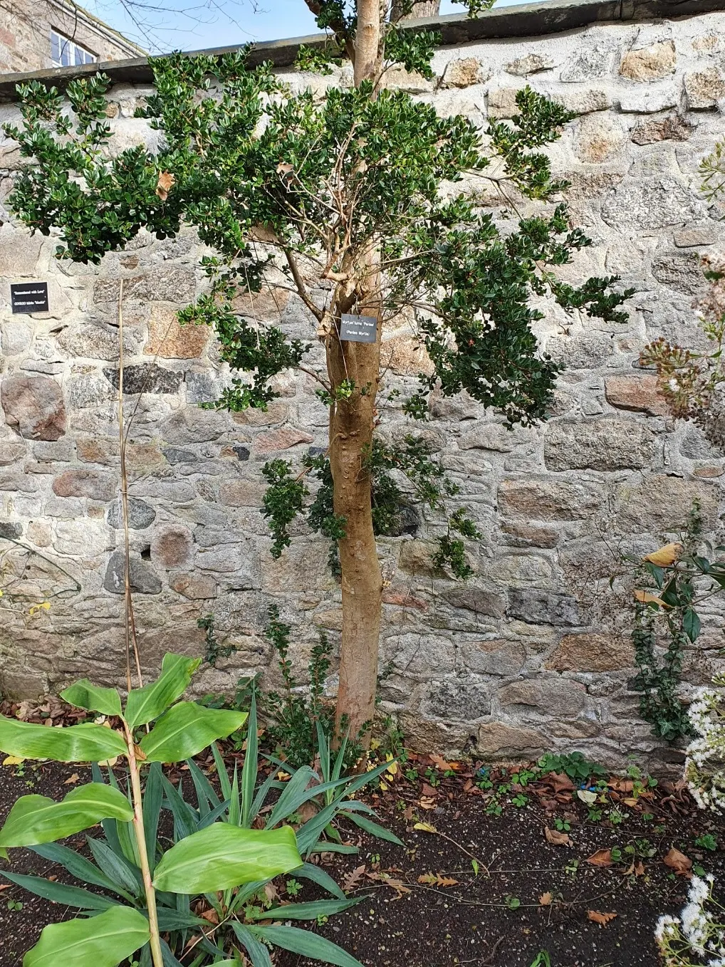 Chilean Myrtle (Luma Apiculata) — the Chilean Myrtle offers a compact yet airy presence; dark green leaves and delicate white flowers in summer