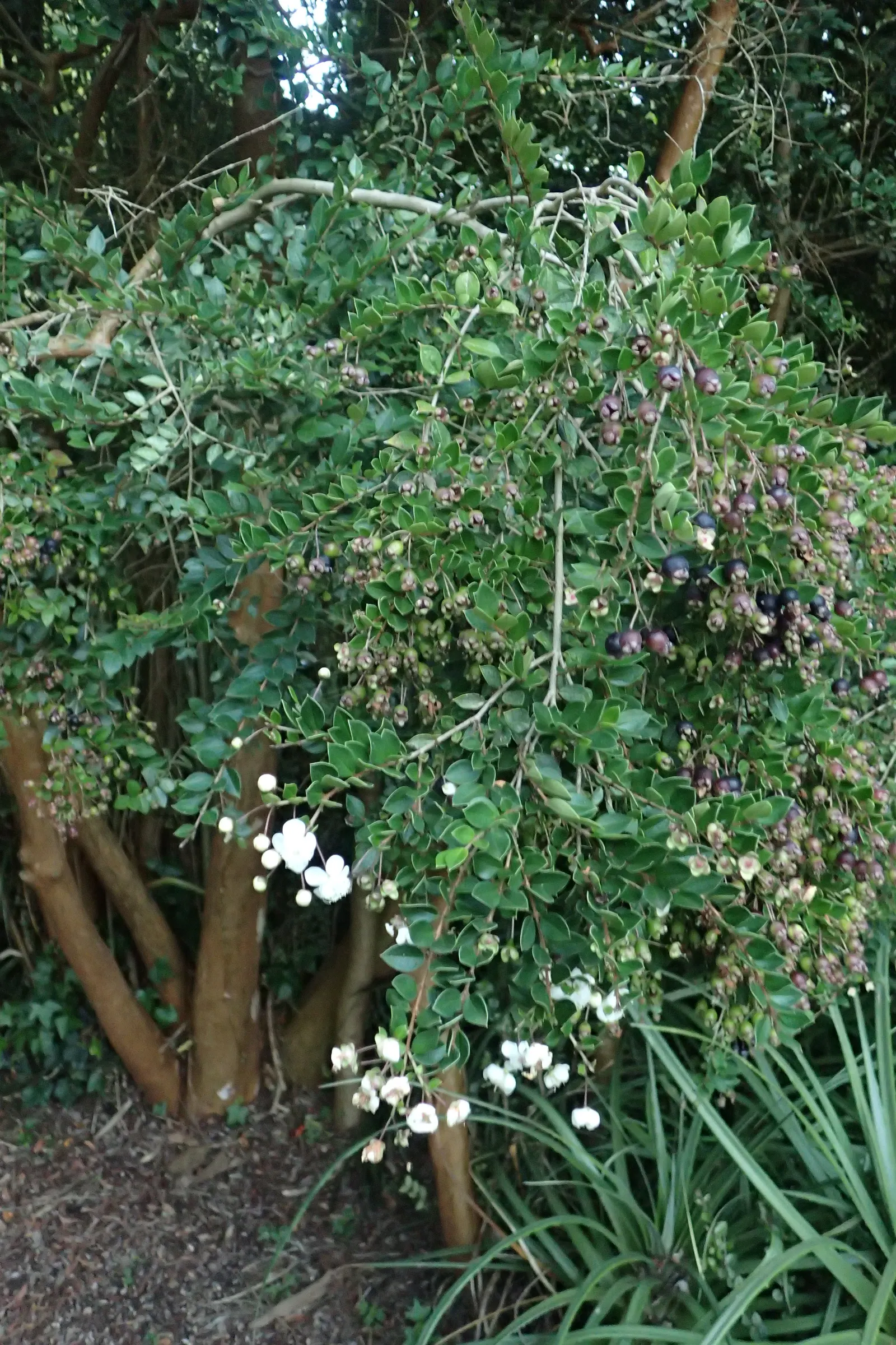 Chilean Myrtle (Luma Apiculata) — or as part of a foundation planting