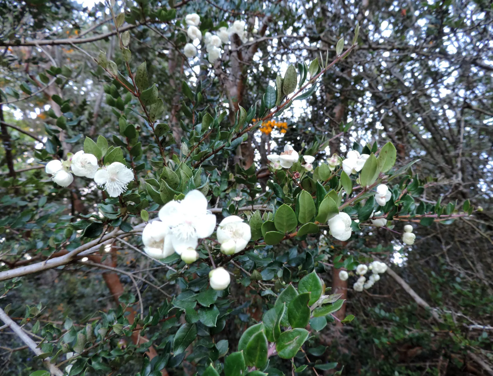 Chilean Myrtle (Luma Apiculata) — making it a relatively low-maintenance choice for the landscape; shrub for full