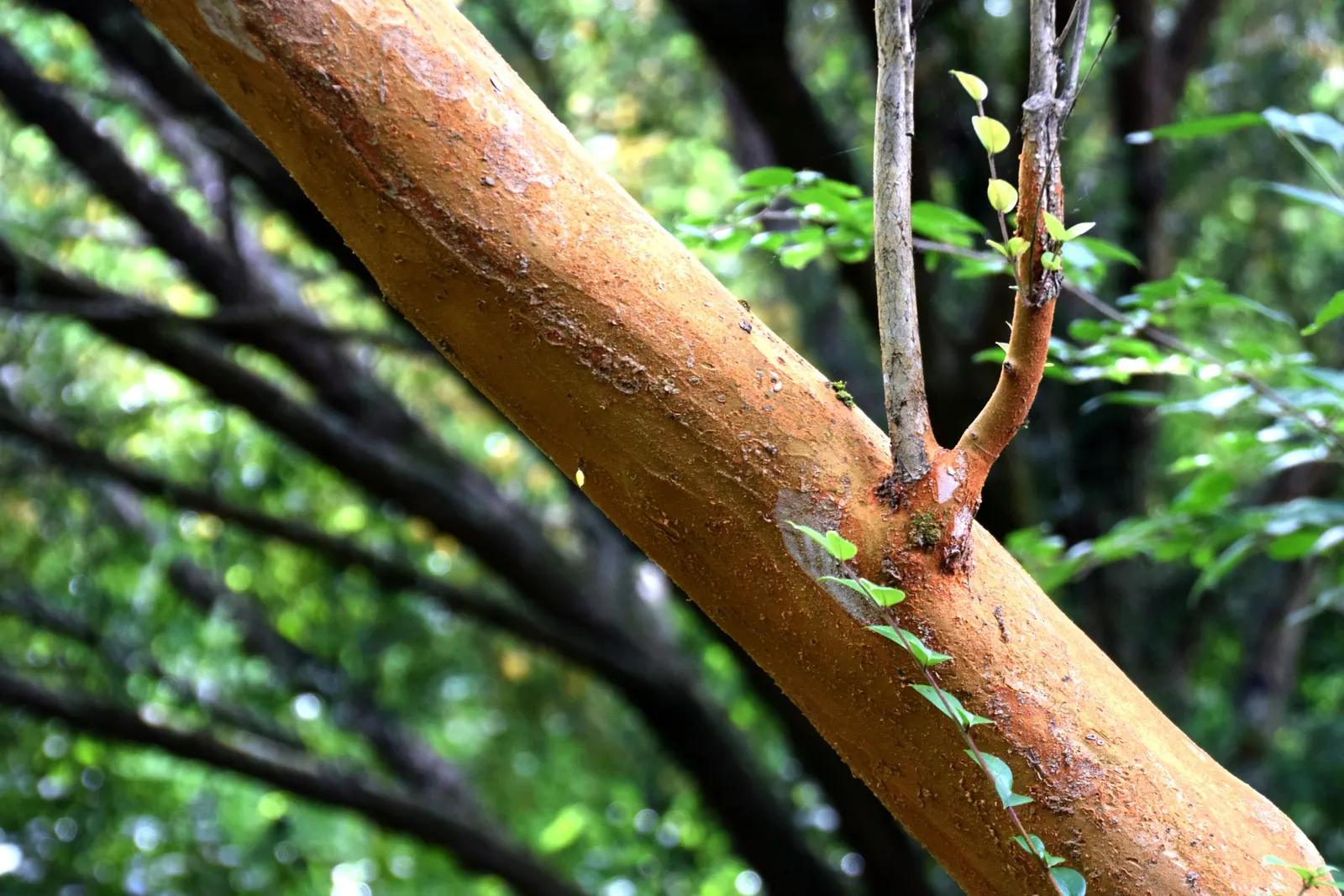 Chilean Myrtle (Luma Apiculata) — dark green leaves and delicate white flowers in summer; creating an enchanting contrast against the dark foliage