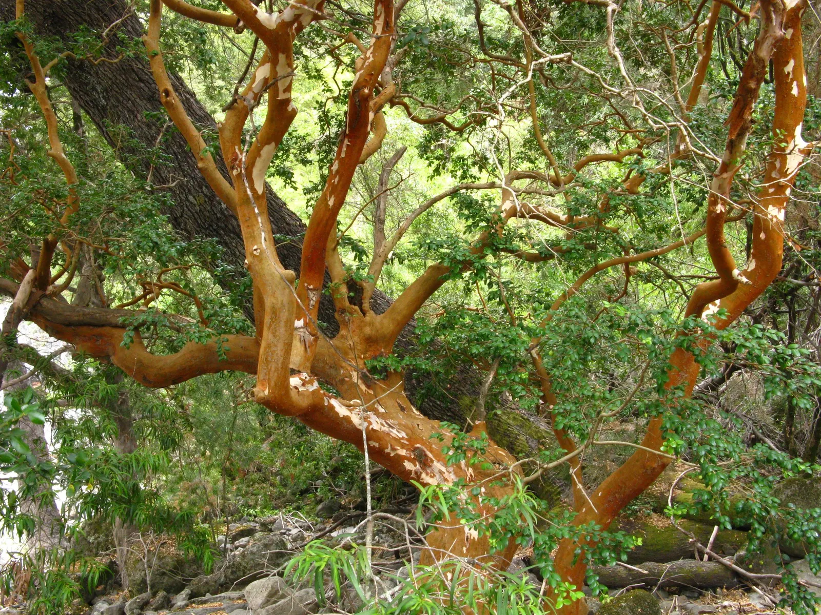 Chilean Myrtle (Luma Apiculata) — is an excellent choice for adding both aesthetic appeal and year-round interest to any landscape design; commonly known as