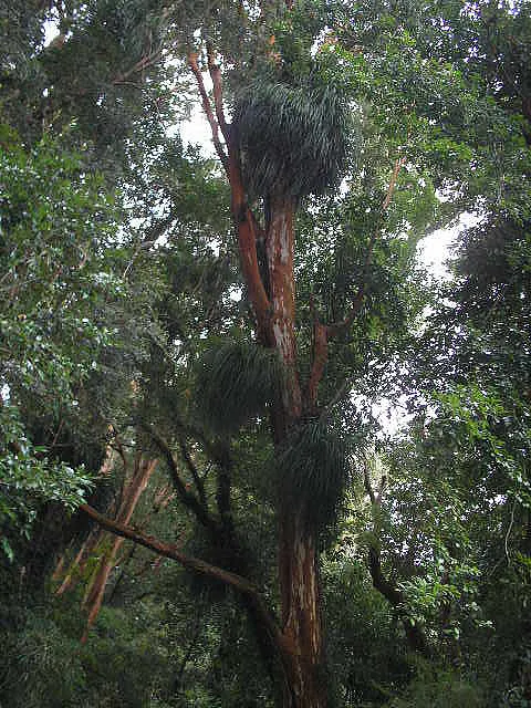 Chilean Myrtle (Luma Apiculata) — commonly known as the Chilean myrtle