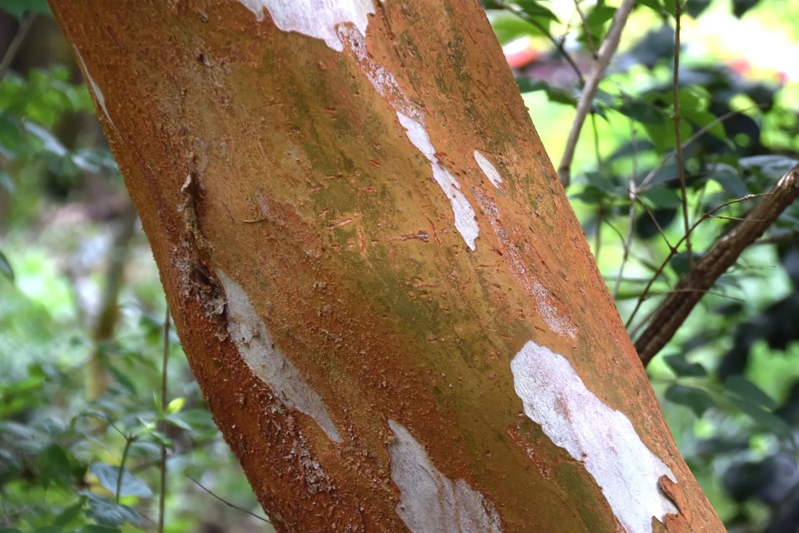 Chilean Myrtle (Luma Apiculata) — shrub for full