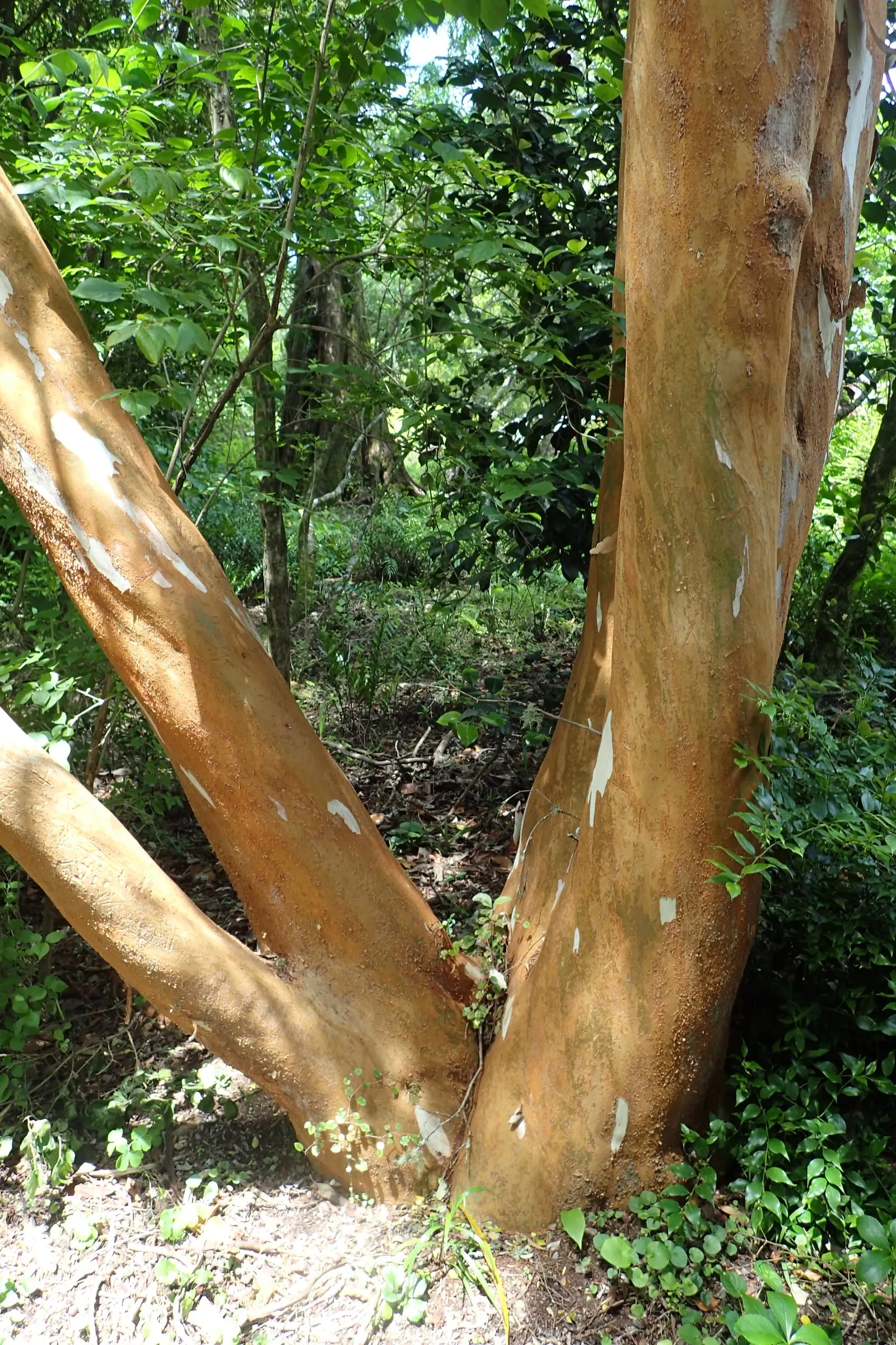 Chilean Myrtle (Luma Apiculata) — cinnamon-colored bark exfoliating gracefully to reveal a shimmering