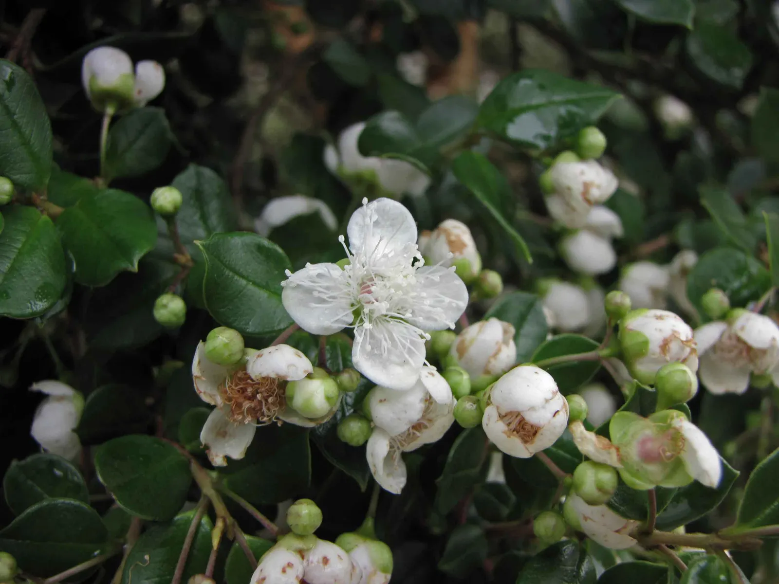 Chilean Myrtle (Luma Apiculata) — Luma apiculata requires well-drained soil and thrives in full sun to partial shade; these blooms are not only visually
