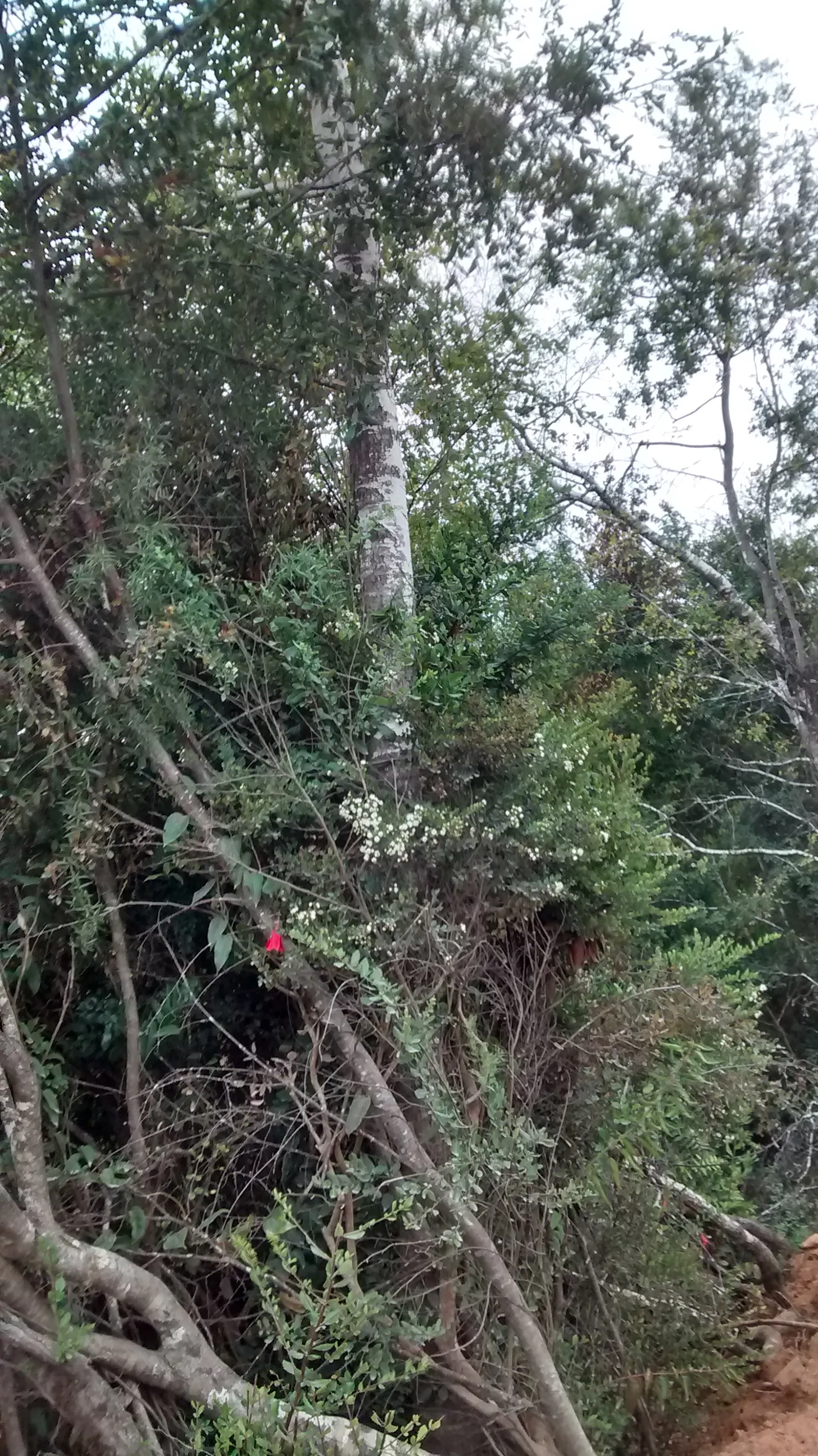 Chilean Myrtle (Luma Apiculata) — followed by purplish-black berries; moderate drought tolerance once established