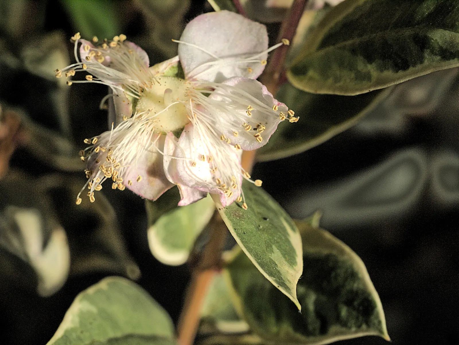 Chilean Myrtle (Luma Apiculata) — These blooms are not only visually pleasing, but also attract a variety of pollinating insects; pink and white flowers in the