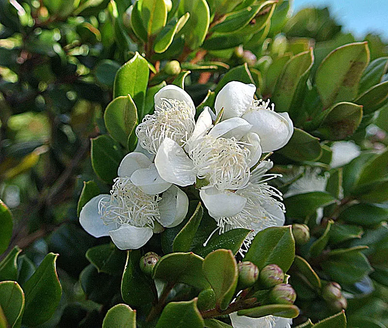 Chilean Myrtle (Luma Apiculata) — Thriving in USDA zones 8-10, image 39