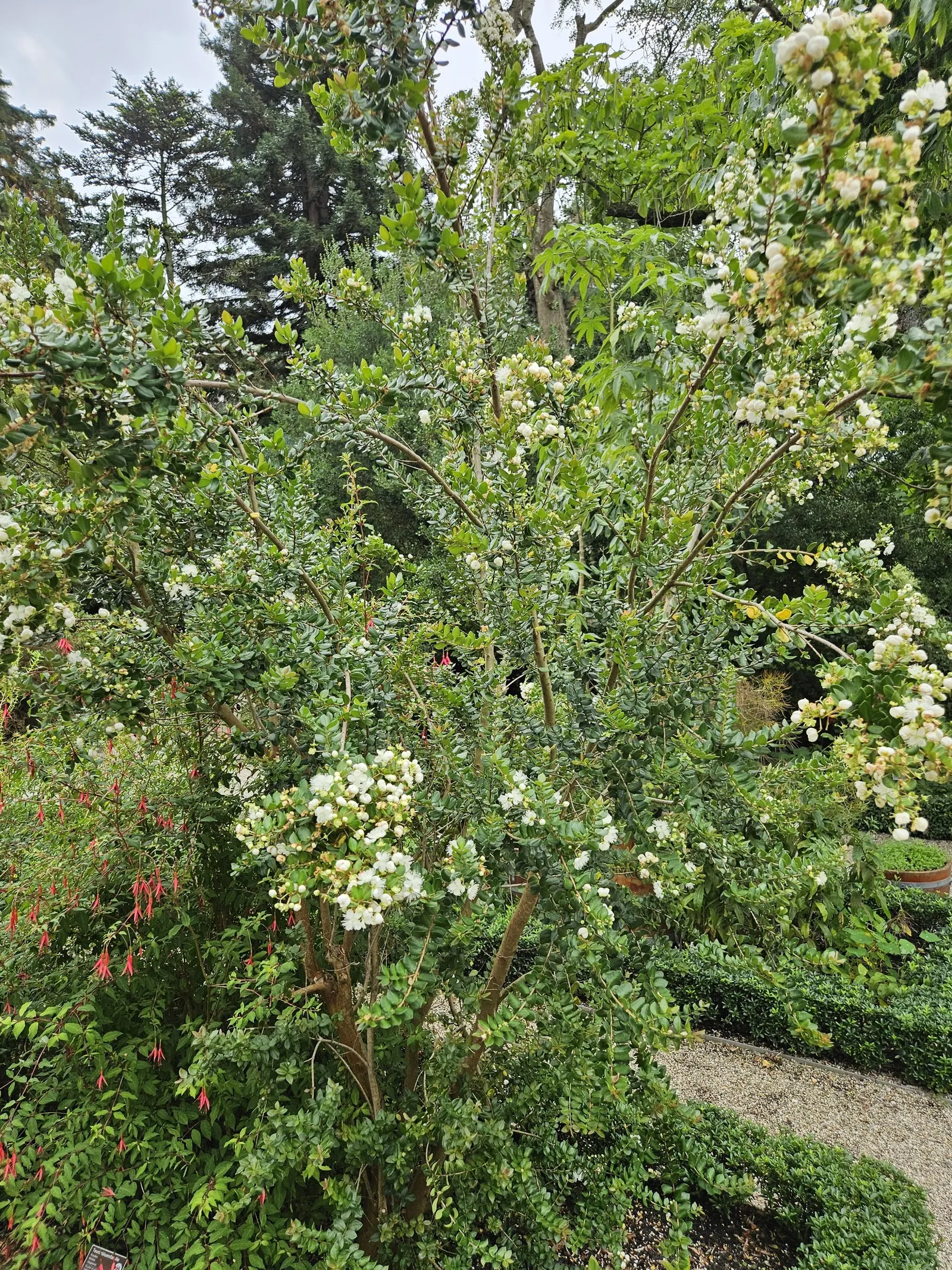 Chilean Myrtle (Luma Apiculata) — Originating from Chile and Argentina; tolerating some drought once established
