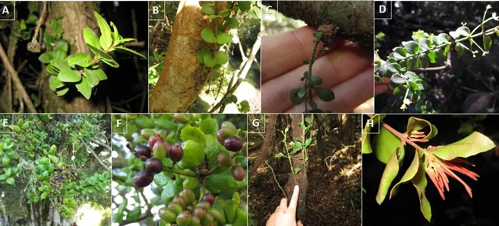 Chilean Myrtle (Luma Apiculata) — Moderate drought tolerance once established; it prefers full sun to partial shade and well-drained soil
