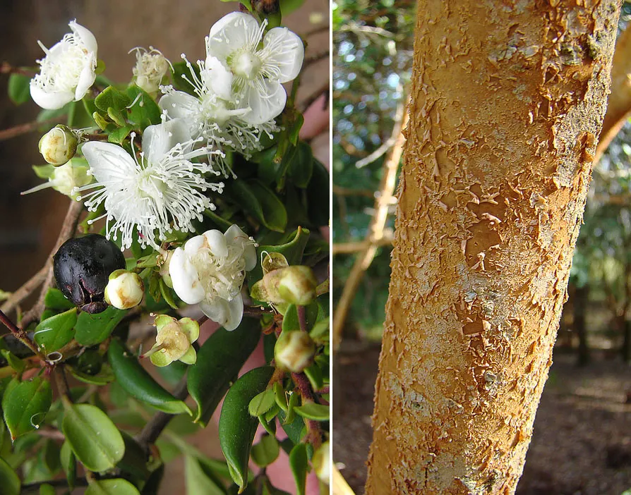 Chilean Myrtle (Luma Apiculata) — Luma apiculata can be utilized as a specimen plant