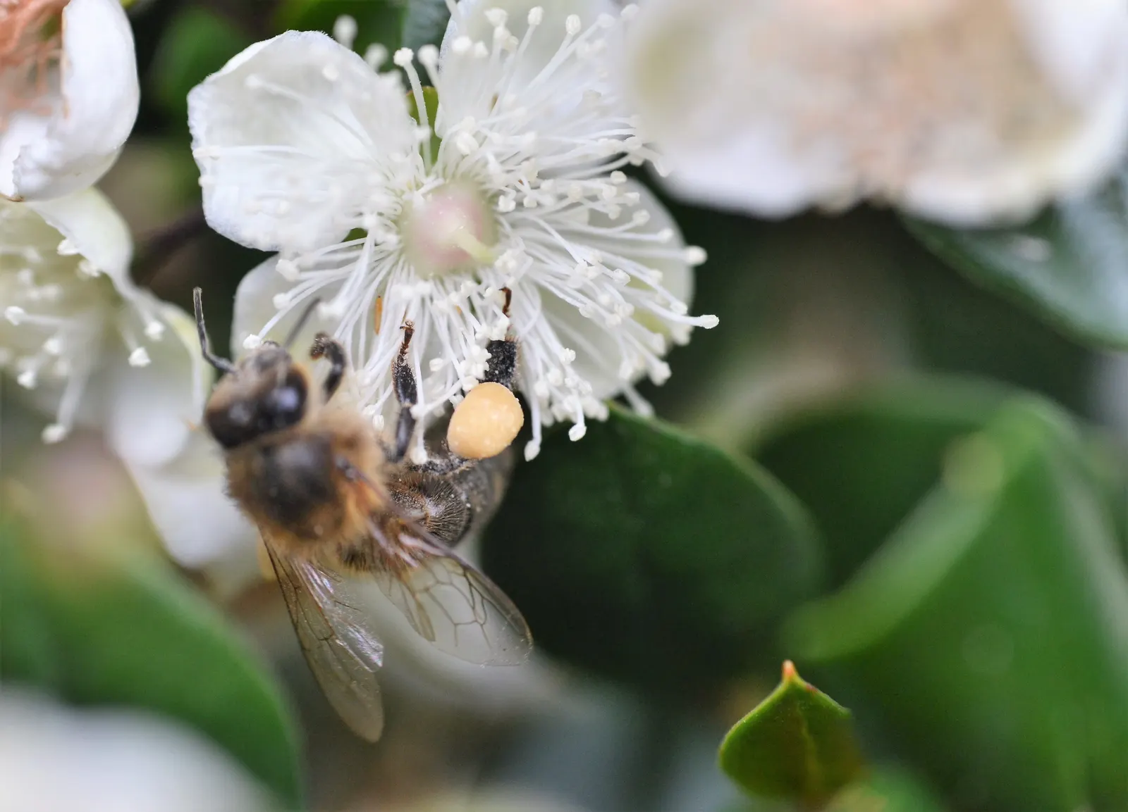 Chilean Myrtle (Luma Apiculata) — These blooms are not only visually pleasing, but also attract a variety of pollinating insects
