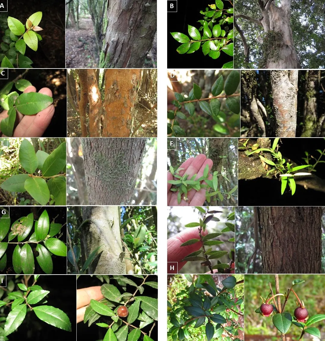 Chilean Myrtle (Luma Apiculata) — it prefers full sun to partial shade and well-drained soil; cinnamon-colored bark exfoliating gracefully to reveal a