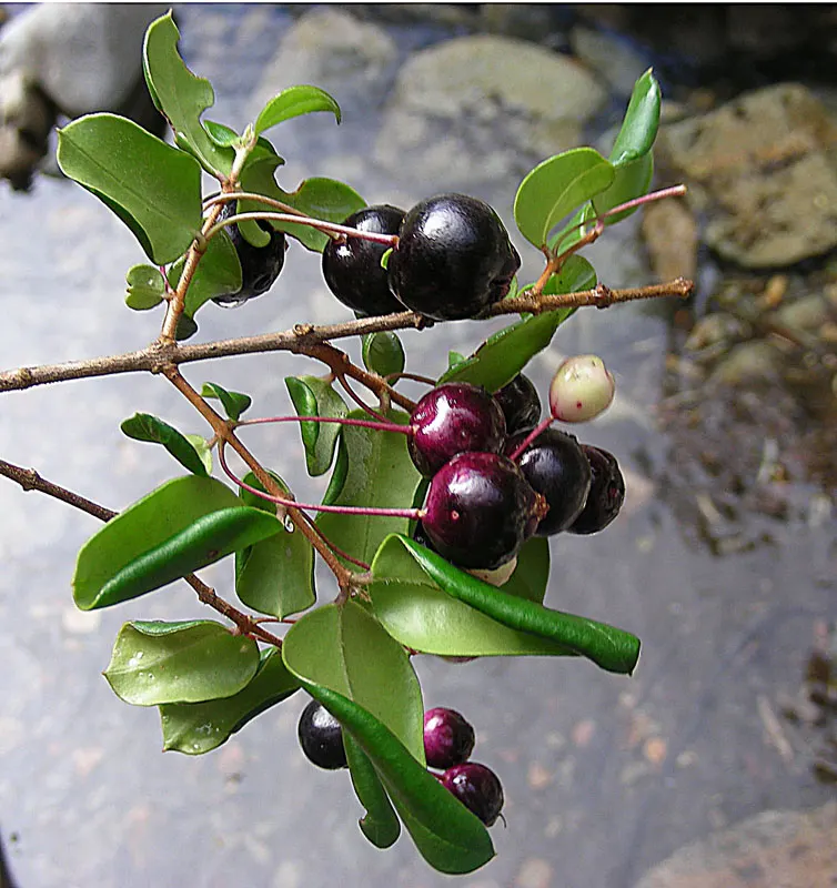 Chilean Myrtle (Luma Apiculata) — commonly known as the Chilean myrtle; followed by purplish-black berries