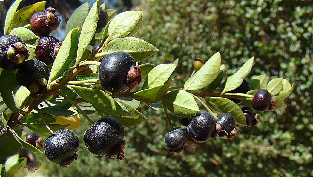 Chilean Myrtle (Luma Apiculata) — Following the floral display