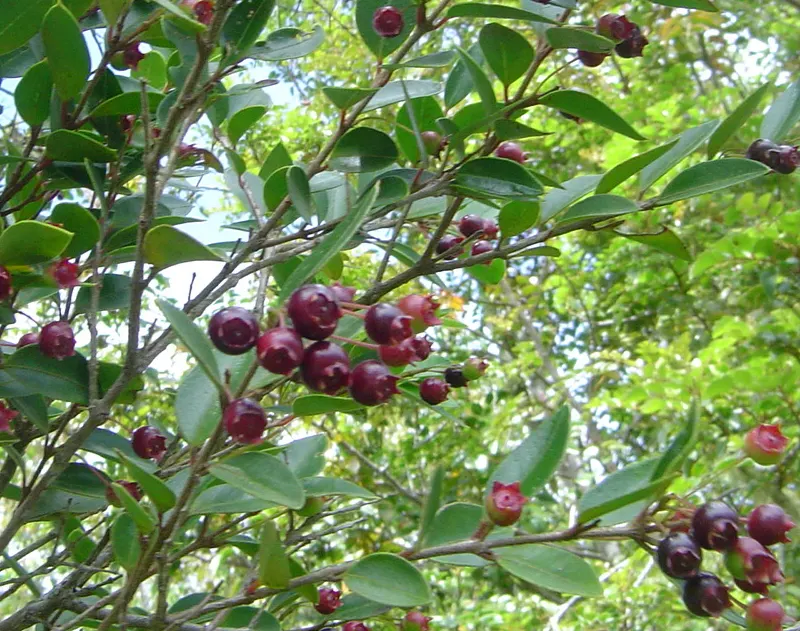 Chilean Myrtle (Luma Apiculata) — pink and white flowers in the garden