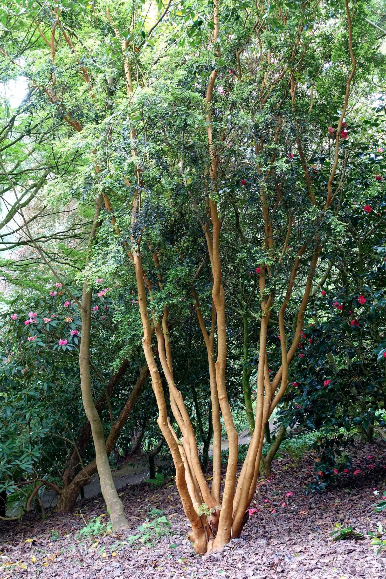 Chilean Myrtle (Luma Apiculata) — suitable for small to medium-sized gardens.<br><br>The foliage of the Luma is dense and aromatic