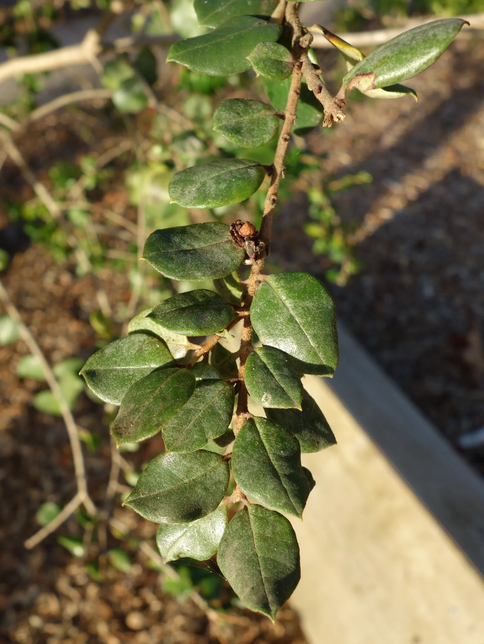 Chilean Myrtle (Luma Apiculata) — making it a relatively low-maintenance choice for the landscape
