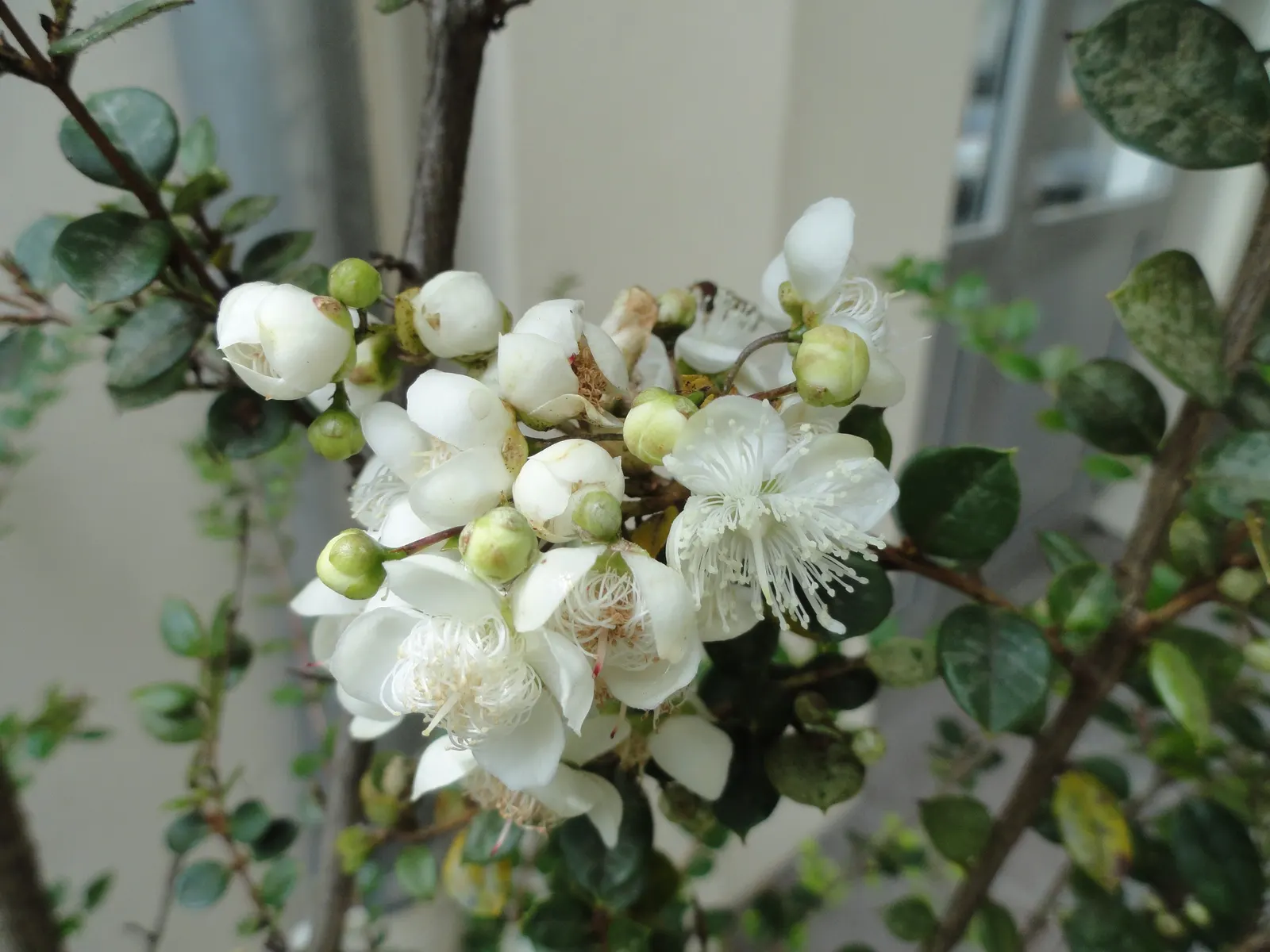 Chilean Myrtle (Luma Apiculata) — this plant boasts a stunning multi-stemmed habit; the Chilean Myrtle offers a compact yet airy presence