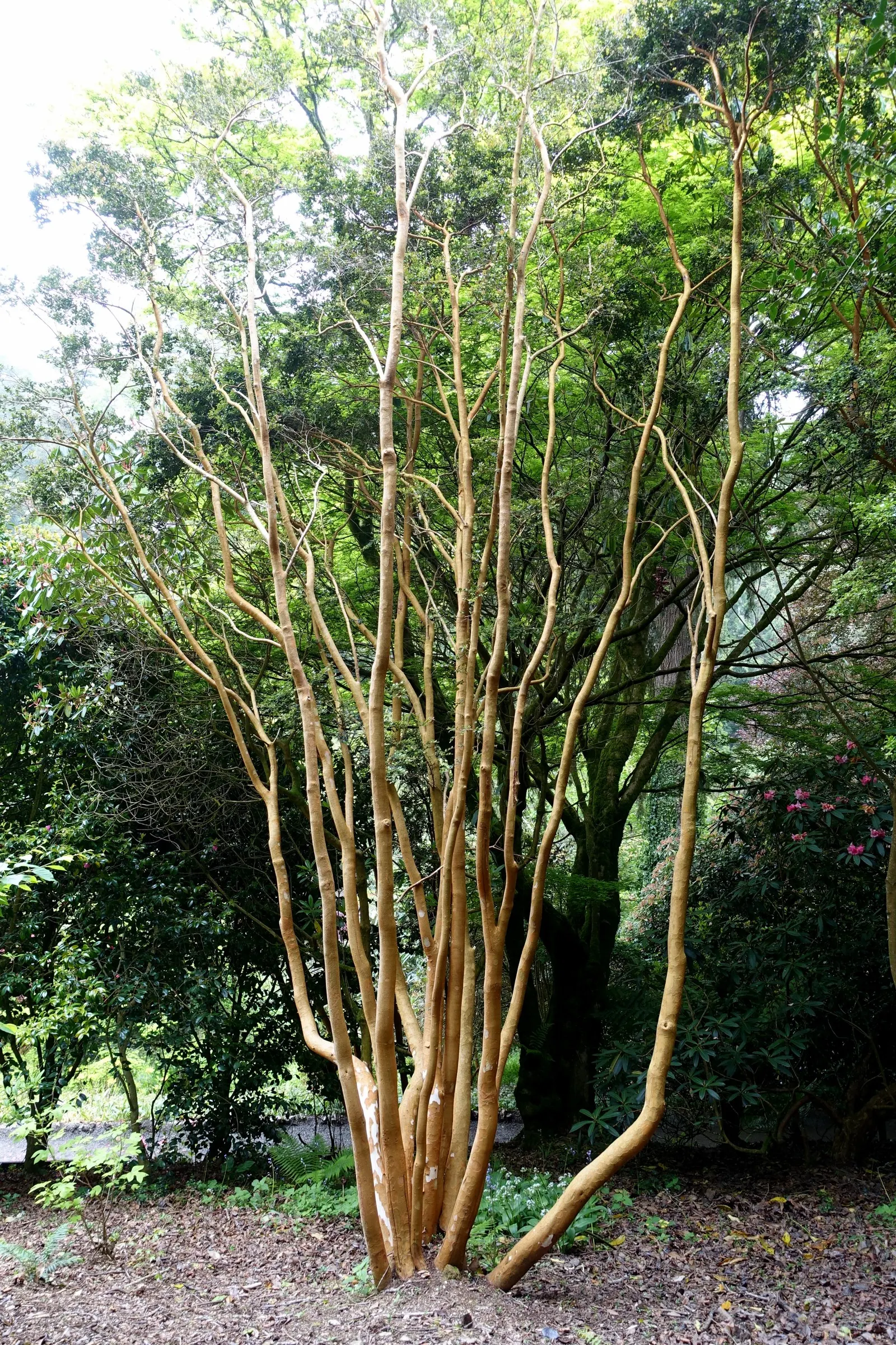 Chilean Myrtle (Luma Apiculata) — honey-scented flowers emerges