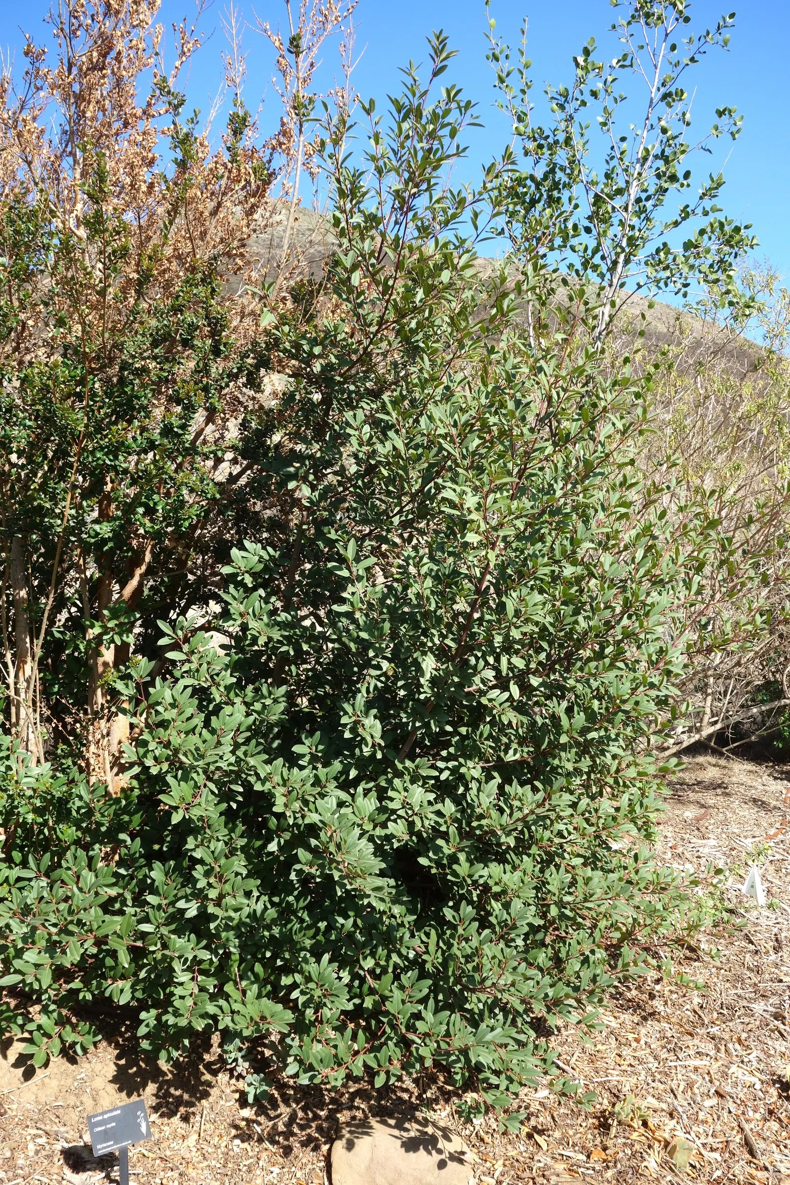 Chilean Myrtle (Luma Apiculata) — suitable for small to medium-sized gardens.<br><br>The foliage of the Luma is dense and aromatic; is an excellent choice for