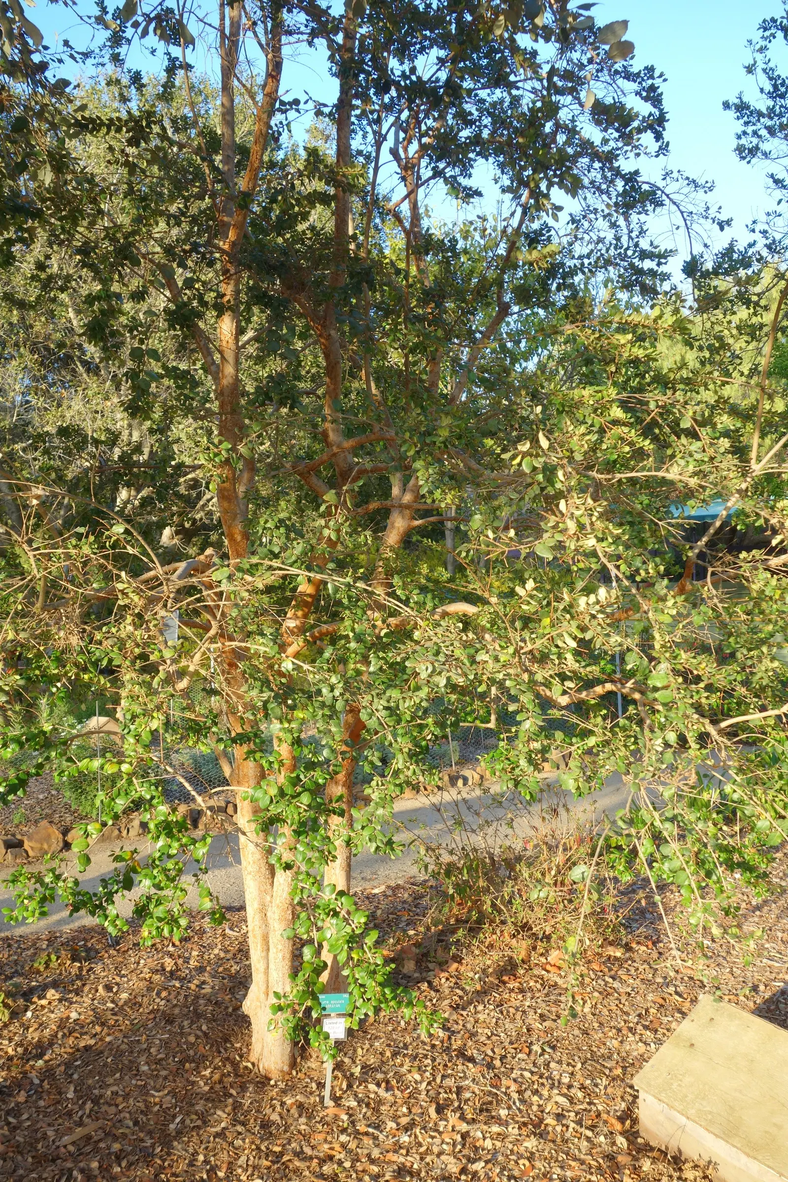 Chilean Myrtle (Luma Apiculata) — Luma apiculata requires well-drained soil and thrives in full sun to partial shade