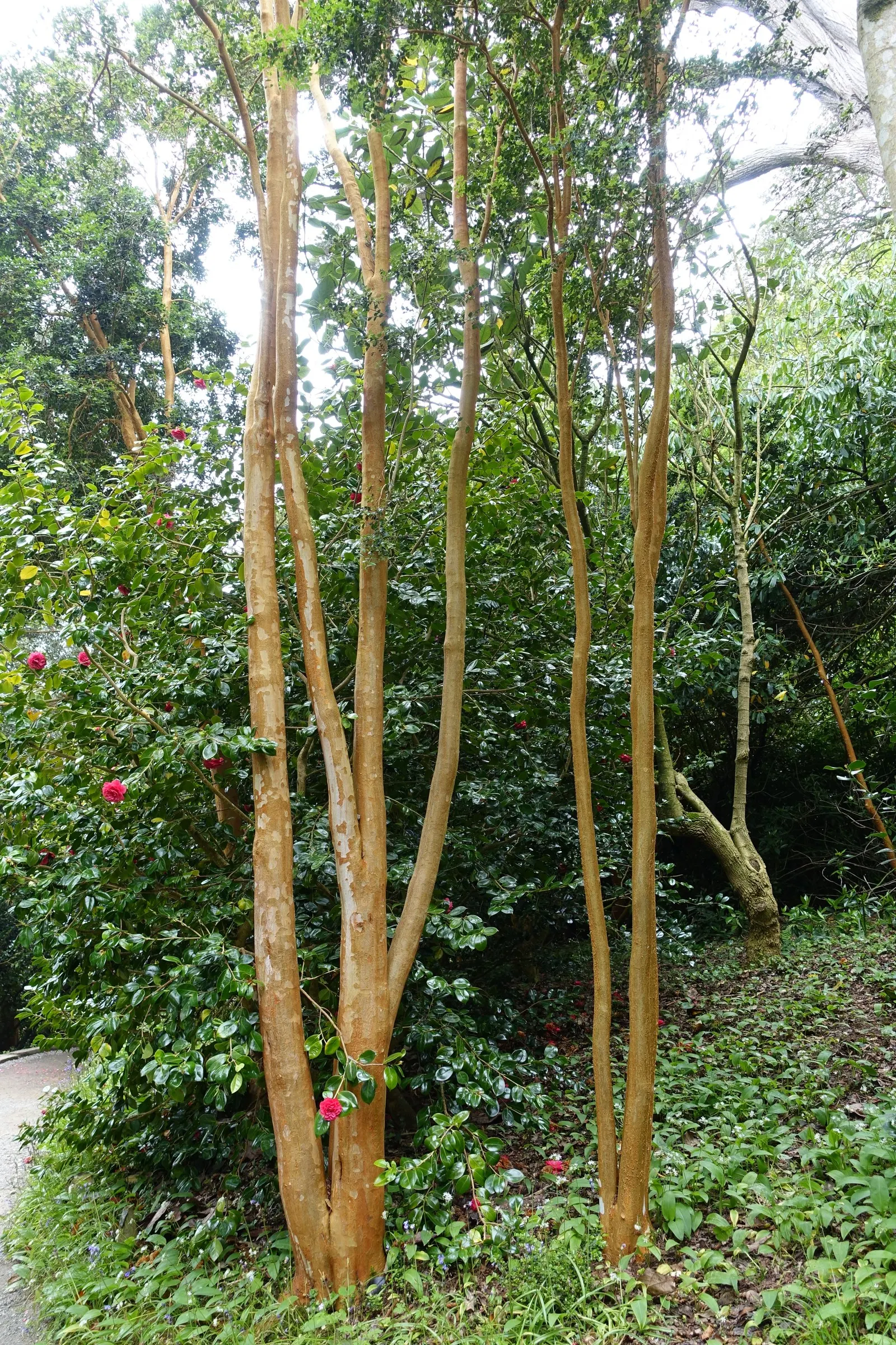 Chilean Myrtle (Luma Apiculata) — this plant boasts a stunning multi-stemmed habit